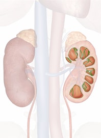 Renal Medulla (Pyramid)
