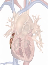 The Right Atrium