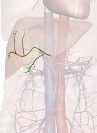 Right Hepatic Artery
