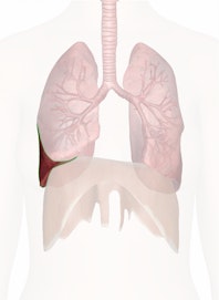 Right Lower Lobe of Lung