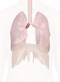 Right Main Bronchus (Primary)