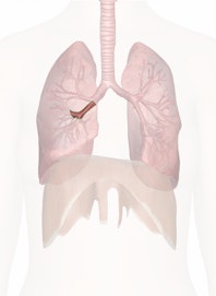 Right Middle Lobe Bronchus (Secondary)