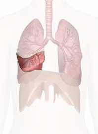 Right Middle Lobe of Lung