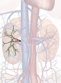 Right Renal Artery