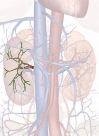 Right Renal Artery