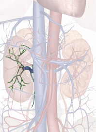 Right Renal Vein