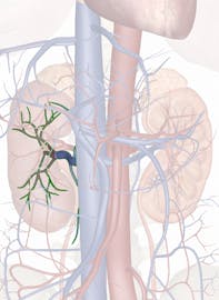 Right Renal Vein