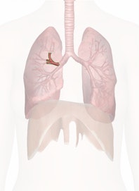 Right Upper Lobe Bronchus (Secondary)