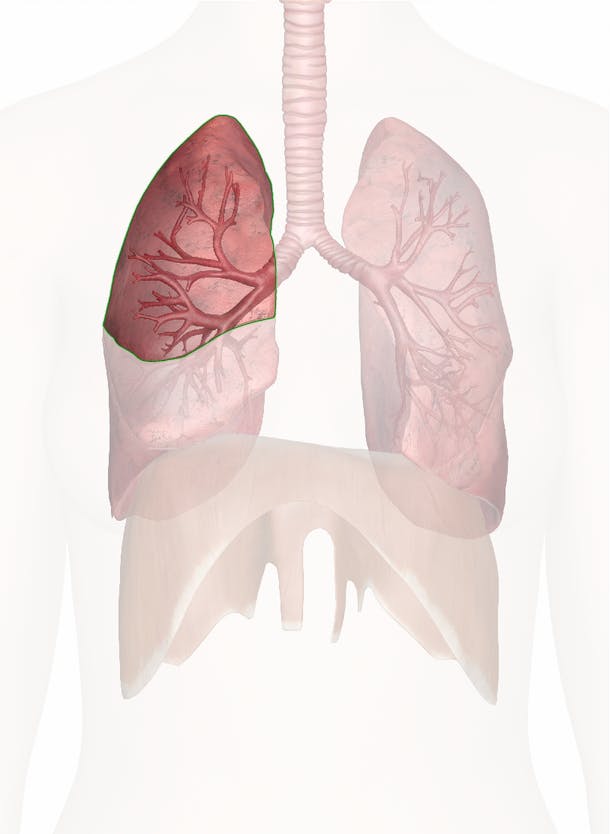 The Right Upper Lobe Of The Lung 3d Anatomy Model