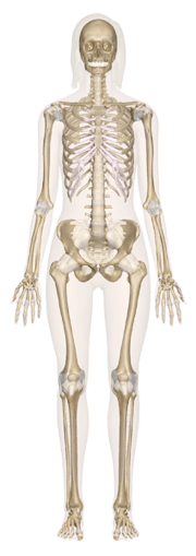 Skeletal System