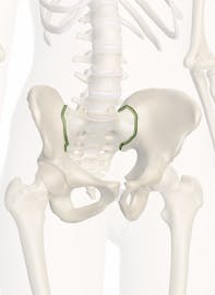 The Sacroiliac Joint