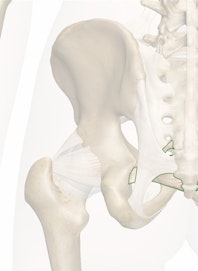 Sacrospinous Ligament