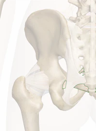 Sacrospinous Ligament