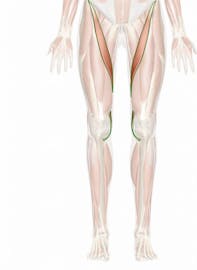 The Sartorius Muscle