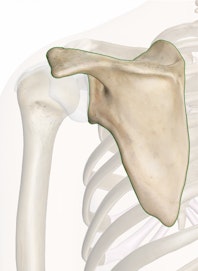 Scapula