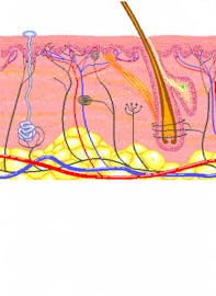 Sebaceous Gland