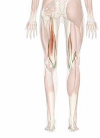 Semimembranosus Muscle