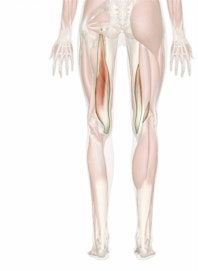 Semimembranosus Muscle
