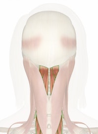 Semispinalis Capitis Muscle