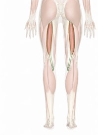 Semitendinosus Muscle