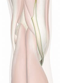 Semitendinosus Tendon