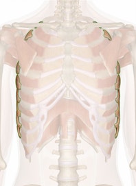 The Serratus Anterior Muscle