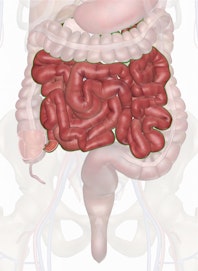 The Small Intestine