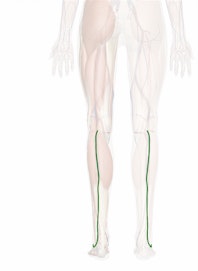 Small Saphenous Vein