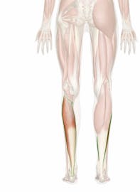 The Soleus Muscle