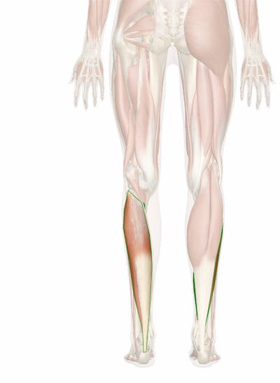 soleus origin and insertion