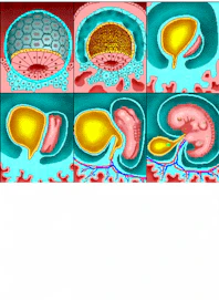 Somites