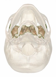The Sphenoid Bone
