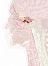 Sphenoidal Sinus
