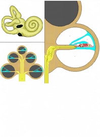 Spiral Organ (of Corti)