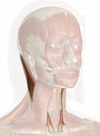 Sternal Head of Sternocleidomastoid Muscle