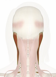 Sternocleidomastoid Muscle