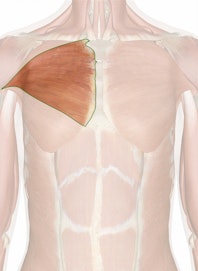 The Sternocostal Head of the Pectoralis Major Muscle
