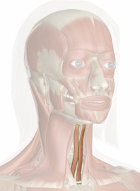 Sternohyoid Muscle