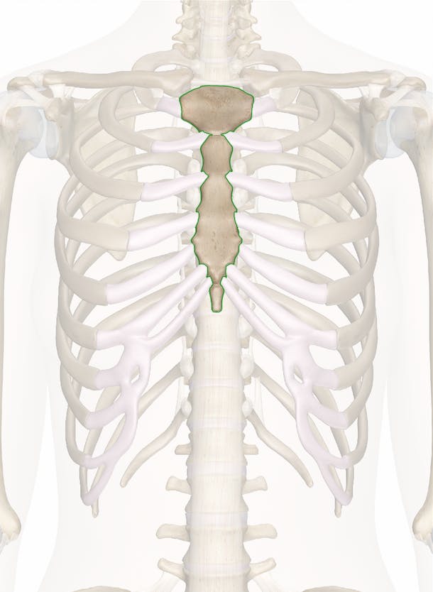 Sternum - Anatomy Pictures and Information