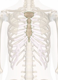 The Sternum