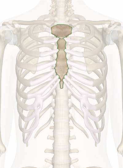 Anatomy Of Chest Bone / Human Chest Anatomy Close Up Anatomical