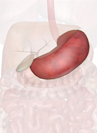 The Stomach