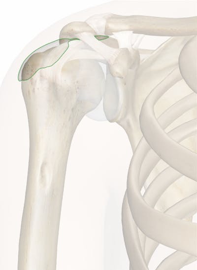 The Subdeltoid Bursa: Anatomy and 3D Illustrations