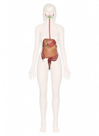 Submandibular Duct