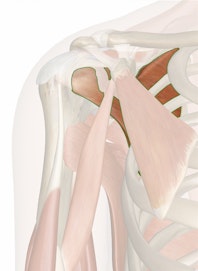 Subscapularis Muscle