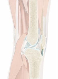 Subtendinous Infrapatellar Bursa