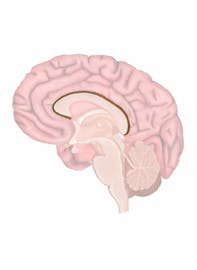 Sulcus of Corpus Callosum