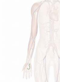 Superficial Palmar Arterial Arch