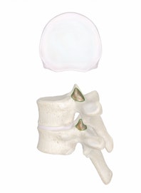 Superior Articular Process