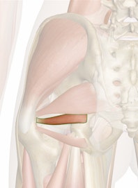 Superior Gemellus Muscle